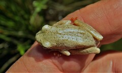 Hyperolius marmoratus marmoratus