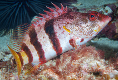 Hypoplectrodes nigroruber