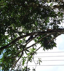 Corvus macrorhynchos culminatus