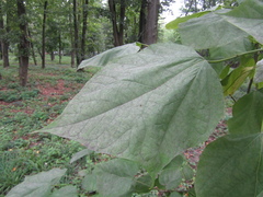 Catalpa × erubescens