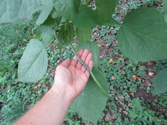 Catalpa × erubescens