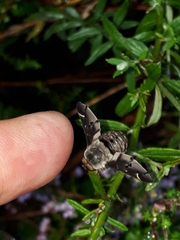 Atriadops vespertilio