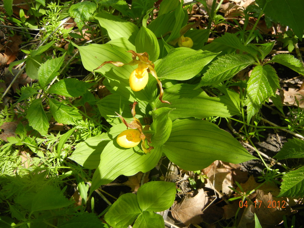 Cypripedium parviflorum Salisb. 6