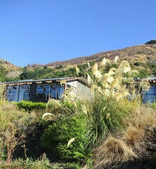 Austroderia richardii