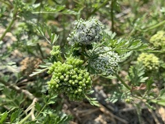 Cnidium monnieri formosanum