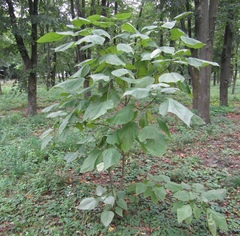 Catalpa × erubescens