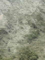 Cyprinodon variegatus