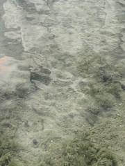 Cyprinodon variegatus