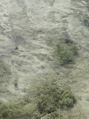 Cyprinodon variegatus