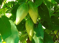 Funastrum pannosum