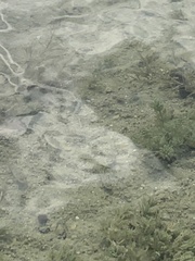 Cyprinodon variegatus