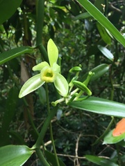 Vanilla planifolia