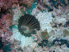 Actinodendron alcyonoideum