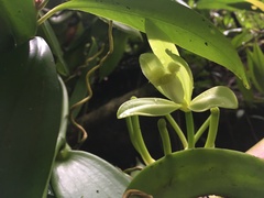 Vanilla planifolia