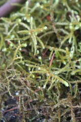 Antitrichia curtipendula