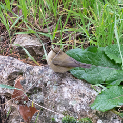 Phylloscopus collybita