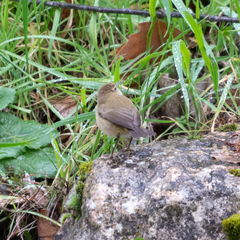 Phylloscopus collybita