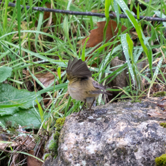 Phylloscopus collybita