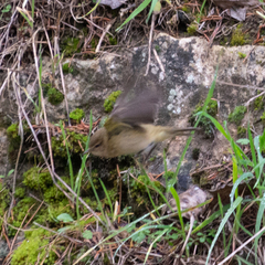 Phylloscopus collybita