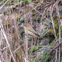 Phylloscopus collybita
