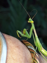 Miomantis