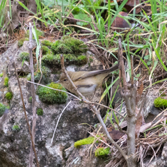 Phylloscopus collybita