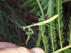Miomantis