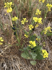 Chrysochus cobaltinus