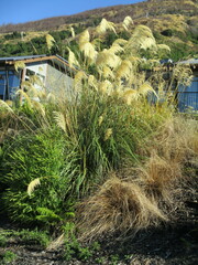 Austroderia richardii