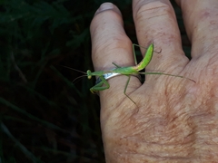 Miomantis