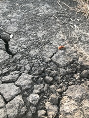 Sphaeropthalma unicolor