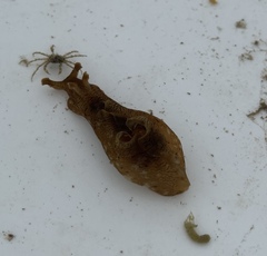 Aplysia sydneyensis
