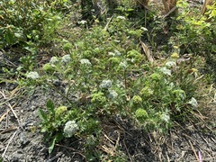 Cnidium monnieri formosanum