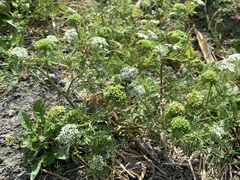 Cnidium monnieri formosanum