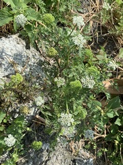 Cnidium monnieri formosanum
