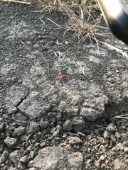 Sphaeropthalma unicolor