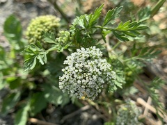 Cnidium monnieri formosanum