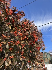 Crataegus × lavallei