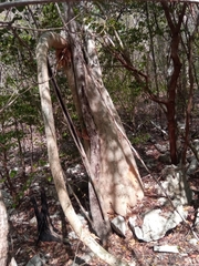 Cyphostemma