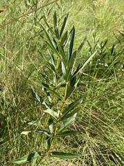 Fadogia homblei