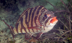 Goniistius rubrolabiatus