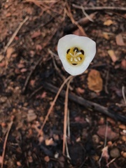 Calochortus