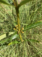 Fadogia homblei