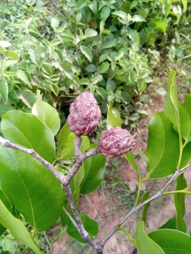 Hymenaea verrucosa observed 2023-01-12