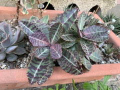Kalanchoe marmorata
