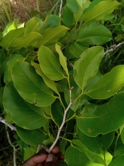 Hymenaea verrucosa image