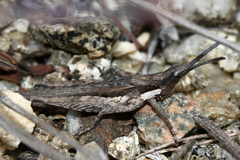 Pyrgomorpha conica