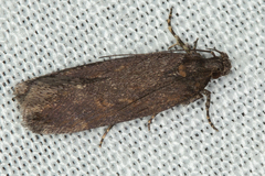 Gelechiidae