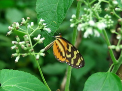 Mechanitis polymnia lycidice