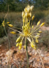 Allium flavum